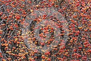 Red Crabapples Tree