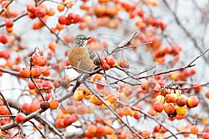 Red Crabapples Tree and American Robin
