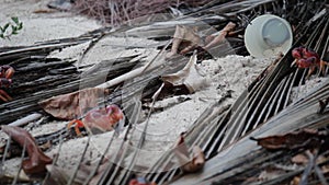 Red crabs on beach digging at Caribbean Barbados with plastic cup litter behind