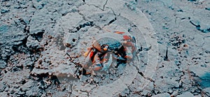 red crabs that die from being stuck on land for too long