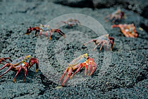 Red crabs in rocks galpagos islands photo