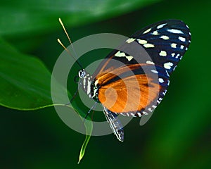 Red Cracker Butterfly