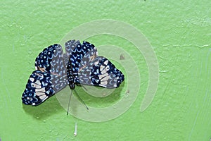 Red Cracker Butterfly