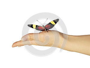 Red cracker butterfly on girl`s hand is isolated on white background