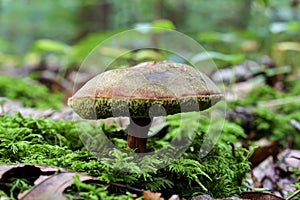 Red cracking bolete, Red-cracked bolete, Xerocomellus chrysenteron syn. Boletus chrysenteron, Versipellis chrysenteron, Suillus ch photo