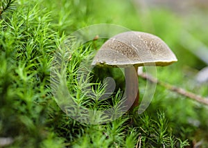 Red cracking bolete, Red-cracked bolete, Xerocomellus chrysenteron syn. Boletus chrysenteron, Versipellis chrysenteron, Suillus ch photo