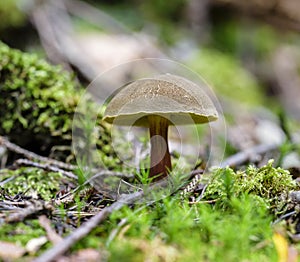 Red cracking bolete, Red-cracked bolete, Xerocomellus chrysenteron syn. Boletus chrysenteron, Versipellis chrysenteron, Suillus ch photo