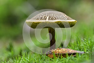 Red cracking bolete, Red-cracked bolete, Xerocomellus chrysenteron syn. Boletus chrysenteron, Versipellis chrysenteron, Suillus ch photo