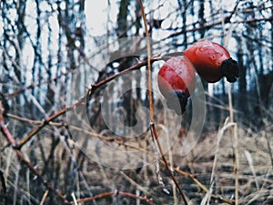 red cranberries