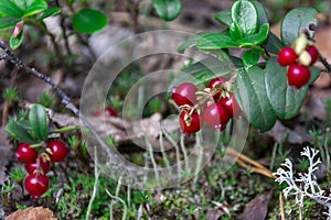 Red cranberries on a branch in the coniferous forest. Close-up of berries and leaves. Natural background