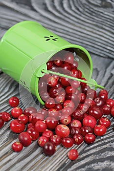 Red cranberries in an overturned green bucket. Lies on brushed boards. Some berries are scattered nearby