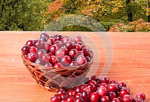 Red cranberries in a small basket on the background of autumn leaves