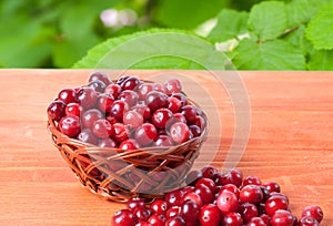 Red cranberries in a small basket on the forest background