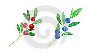 Red Cranberry and Blueberry Branch with Hanging Ripe Edible Berry Vector Set