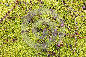 Red cranberry on a creeping bush lie in green moss in a swamp. Harvesting ripe berries on an autumn day. Top view.