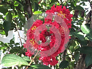 Red Crape Myrtle photo