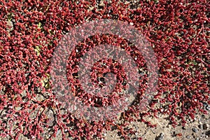 Red Crassula vaillantii or Roth plants isolated close-up photo