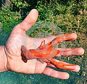 Red crayfish