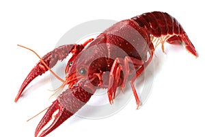 Red crayfish