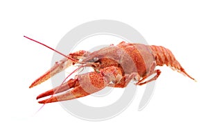 Red crayfish isolated on white background