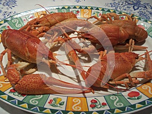 Cooked crayfish on a plate ready for eat