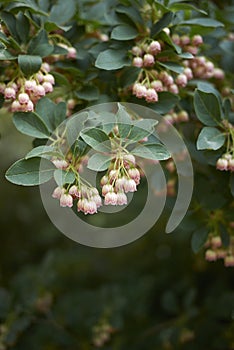 Red and creamy flowers of Enkianthus campanulatus