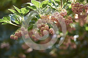 Red and creamy flowers of Enkianthus campanulatus