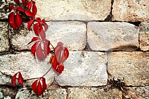 Red creeper plant on a vintage wall