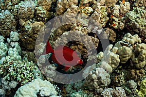 red crescent-tail bigeye fish