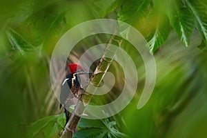 Red crest woodpecker from Costa Rica. Lineated woodpecker, Dryocopus lineatus, sitting on branch with nesting hole, black and red photo