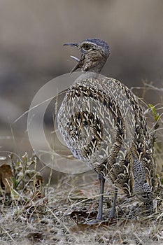 Red-crested Bustard, Lophotis ruficris