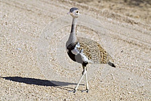 Red-crested Bustard (Lophotis ruficrista).