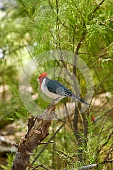 Red-Crested Cardinal