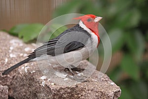 Red-crested cardinal