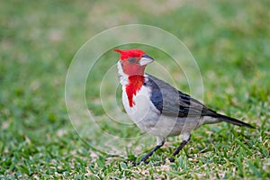 Red-Crested Cardinal