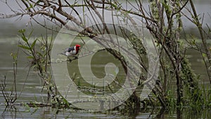 Red Crested Cardinal