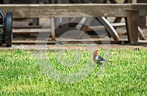 Red-crested cardinal