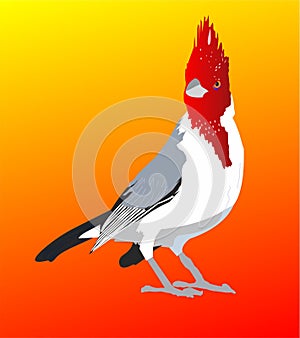 Red crested cardinal