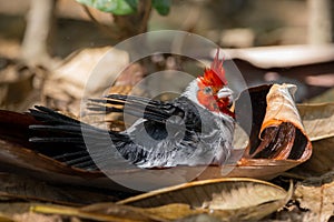 Red-crested cardinal bathing