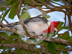 Red crested cardinal bends low on branch searching for food.CR2