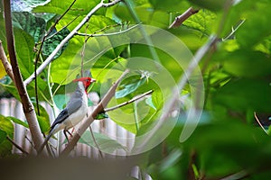 Red-crested Cardinal bird