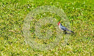 Red crested cardinal bird on green grassin Kauai, Hawaii, USA. With selective focus