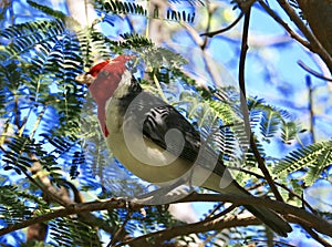 Red crested Cardinal bird Oahu Hawaii