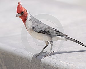 Red Crested Cardinal Bird Perched
