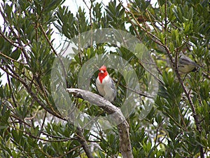Red Crested Cardinal bird on a tree