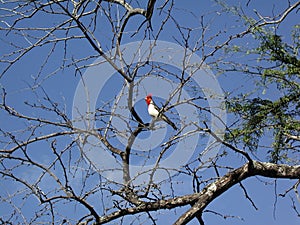 Red Crested Cardinal Chirping