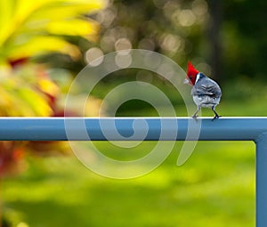 Red crested cardinal on fence in Kauai