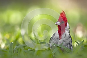 Red crested cardinal in grass