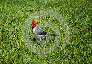 Red-crested cardinal on a grass in Hawaii, Oahu
