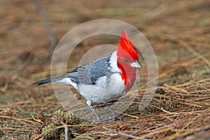 A Red-Crested Cardinal Looking for Food